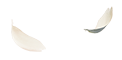 فصل کالکشن